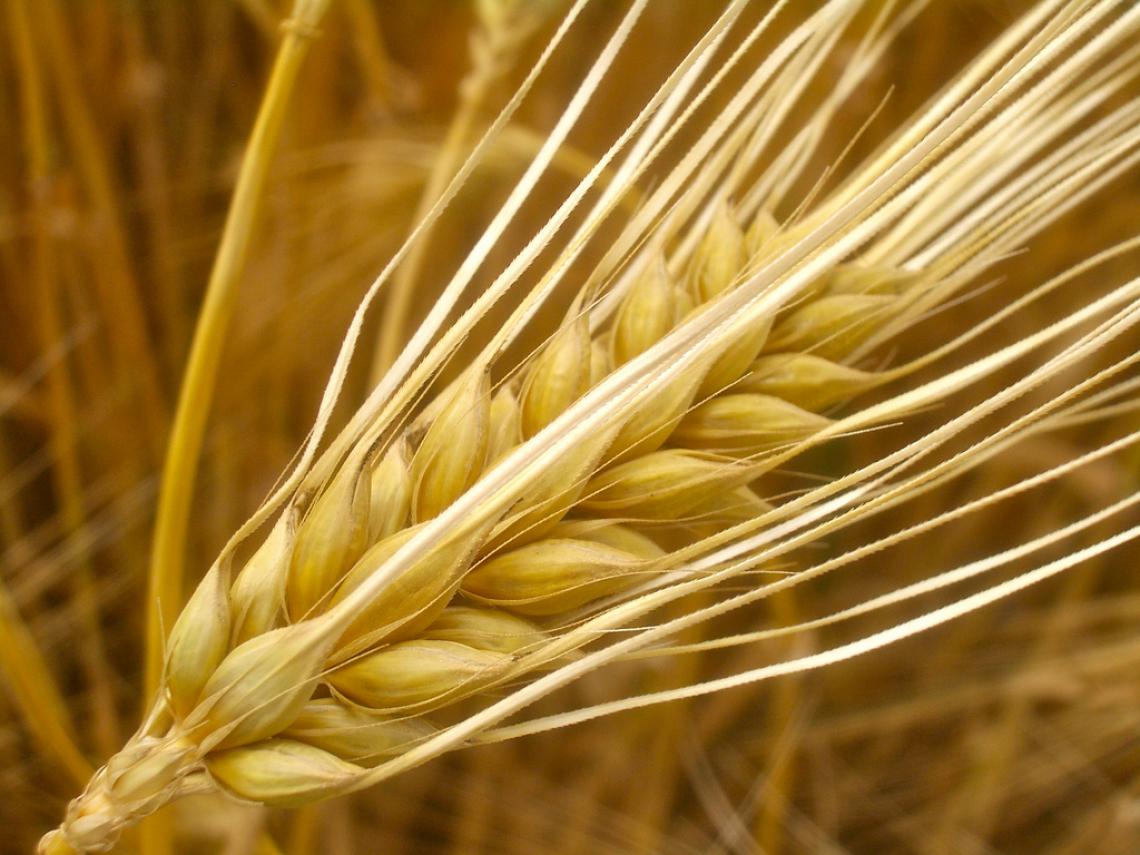 Barley has more genes than humans. Barley has more genes than humans.